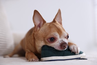 Photo of Cute chihuahua dog chewing shoe on sofa indoors, closeup