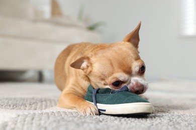 Photo of Cute chihuahua dog chewing shoe on floor indoors, closeup