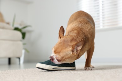 Photo of Cute chihuahua dog chewing shoe on floor indoors, closeup