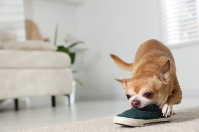 Photo of Cute chihuahua dog chewing shoe on floor indoors. Space for text