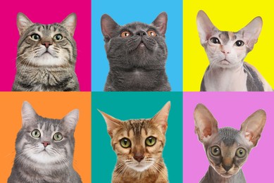 Image of Adorable cats on different colors backgrounds, collage of animal portraits