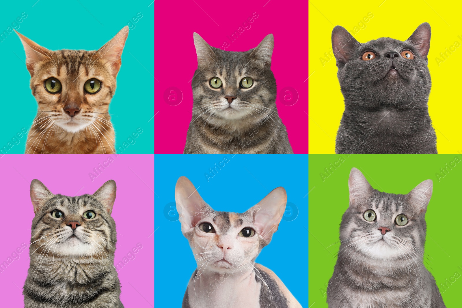 Image of Adorable cats on different colors backgrounds, collage of animal portraits