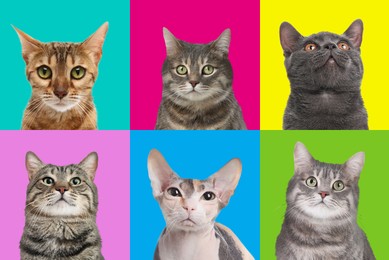 Adorable cats on different colors backgrounds, collage of animal portraits