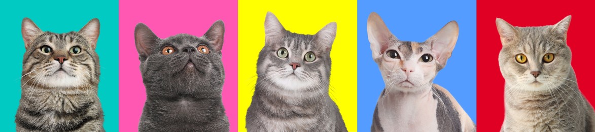 Image of Adorable cats on different colors backgrounds, collage of animal portraits