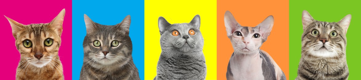 Adorable cats on different colors backgrounds, collage of animal portraits