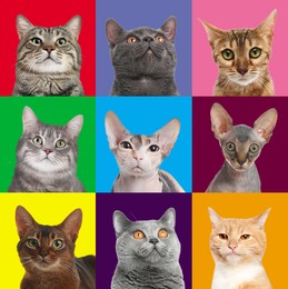 Adorable cats on different colors backgrounds, collage of animal portraits