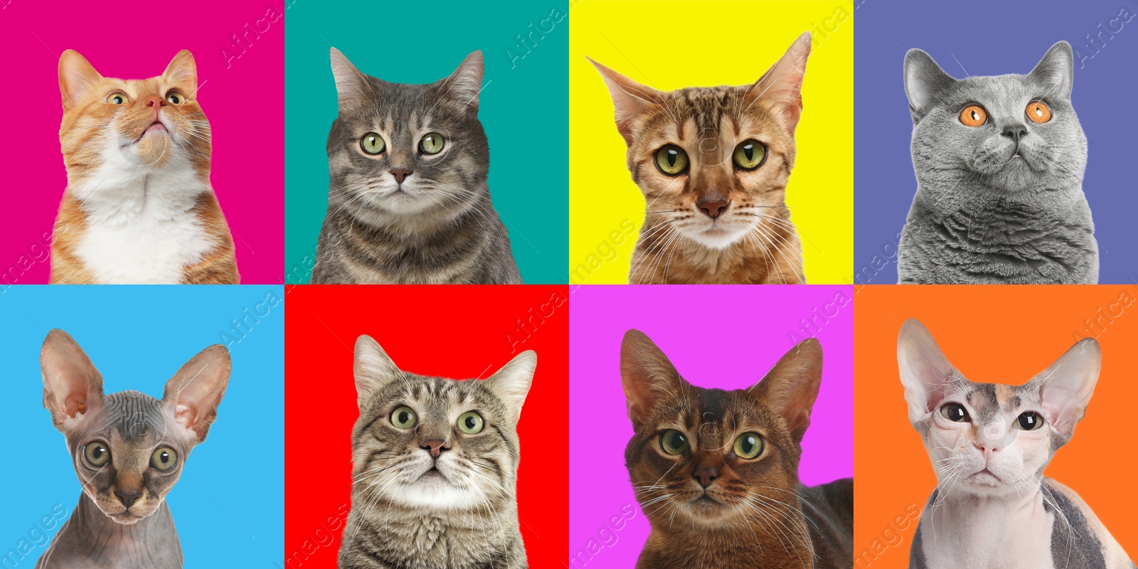 Image of Adorable cats on different colors backgrounds, collage of animal portraits