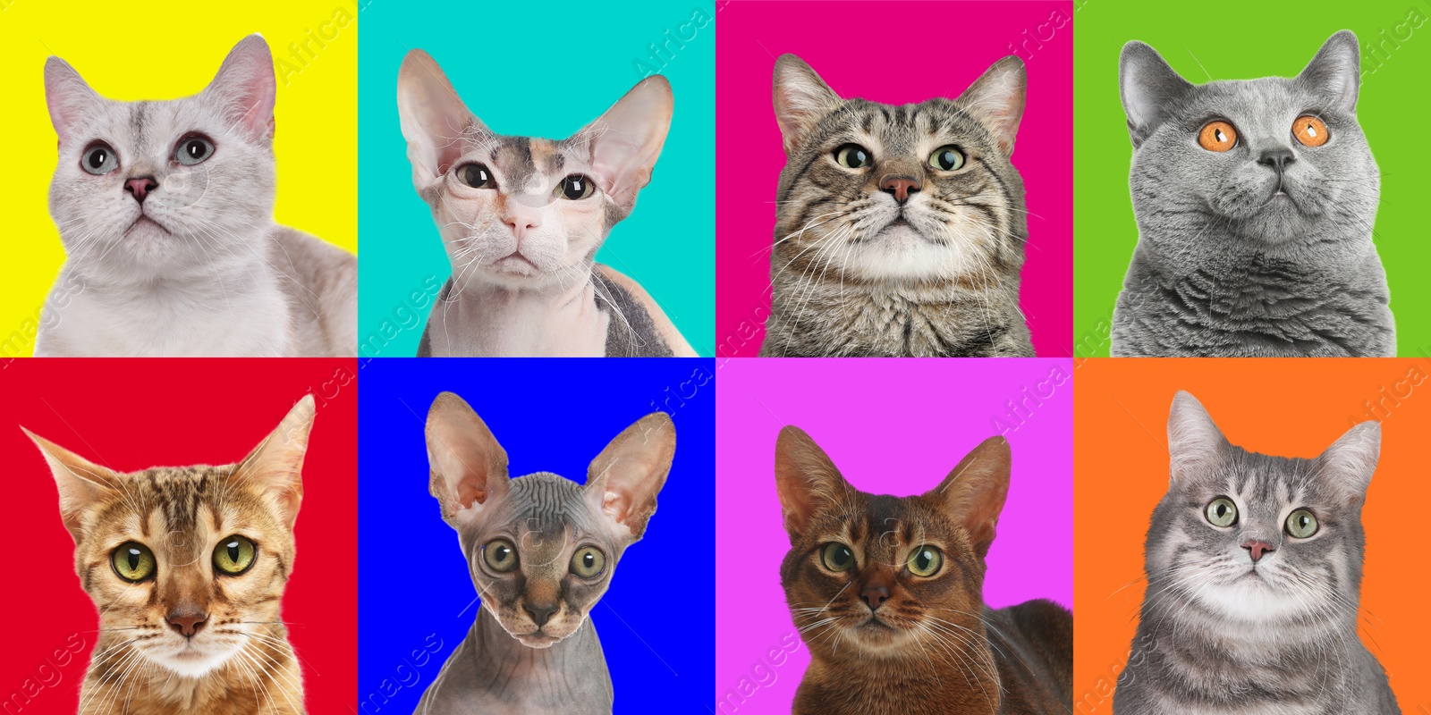 Image of Adorable cats on different colors backgrounds, collage of animal portraits