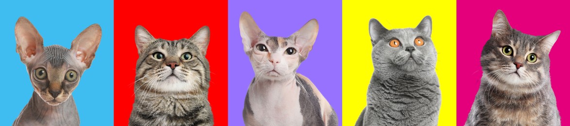 Image of Adorable cats on different colors backgrounds, collage of animal portraits