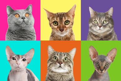 Image of Adorable cats on different colors backgrounds, collage of animal portraits