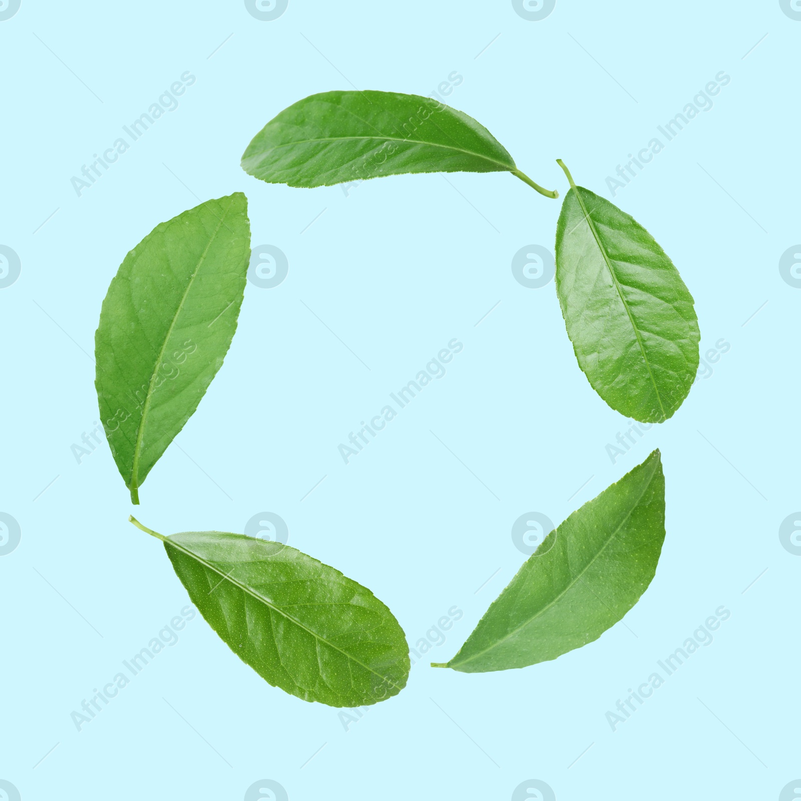 Image of Green leaves swirling in air on light blue background