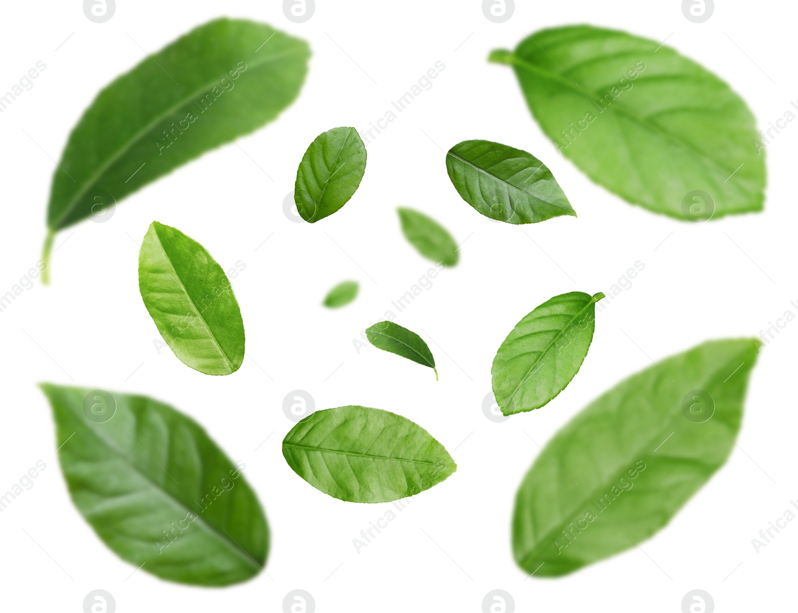 Image of Green leaves swirling in air on white background