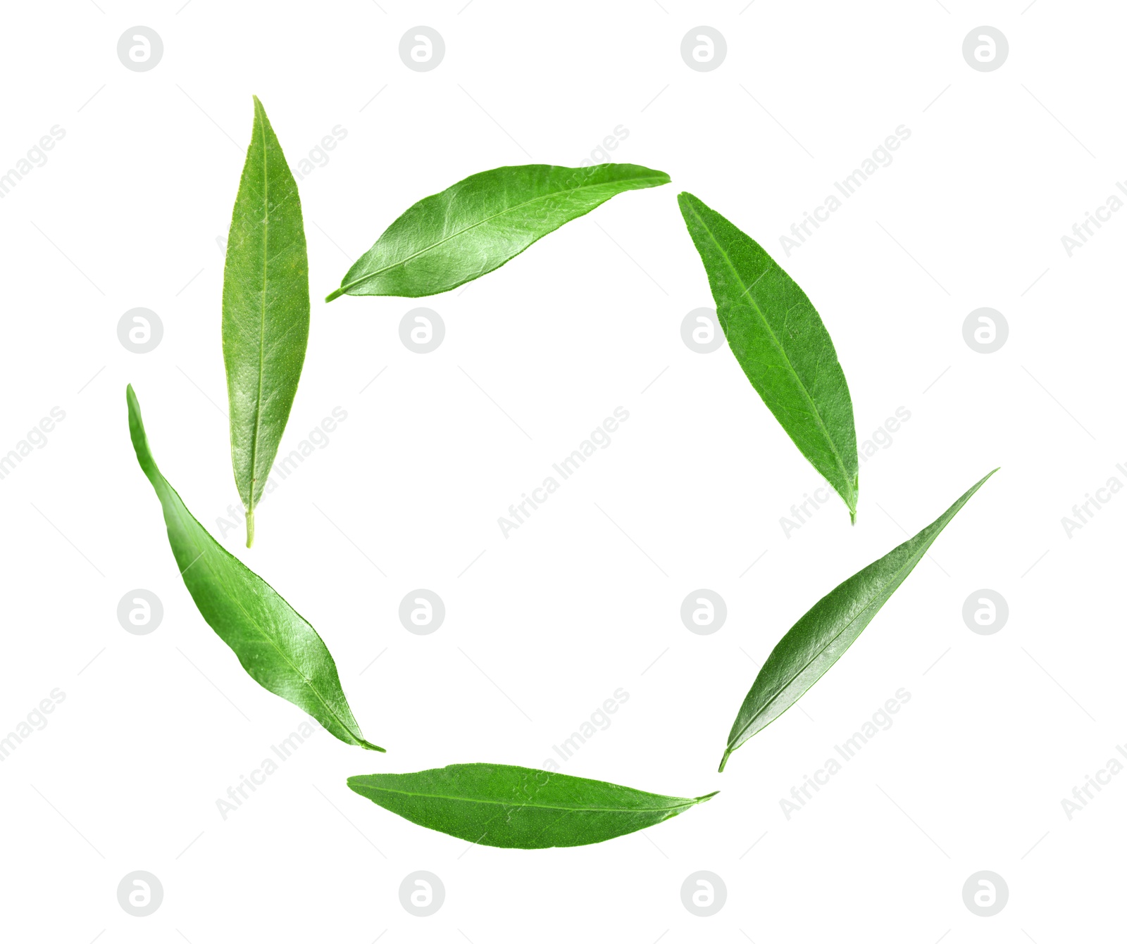 Image of Green leaves swirling in air on white background