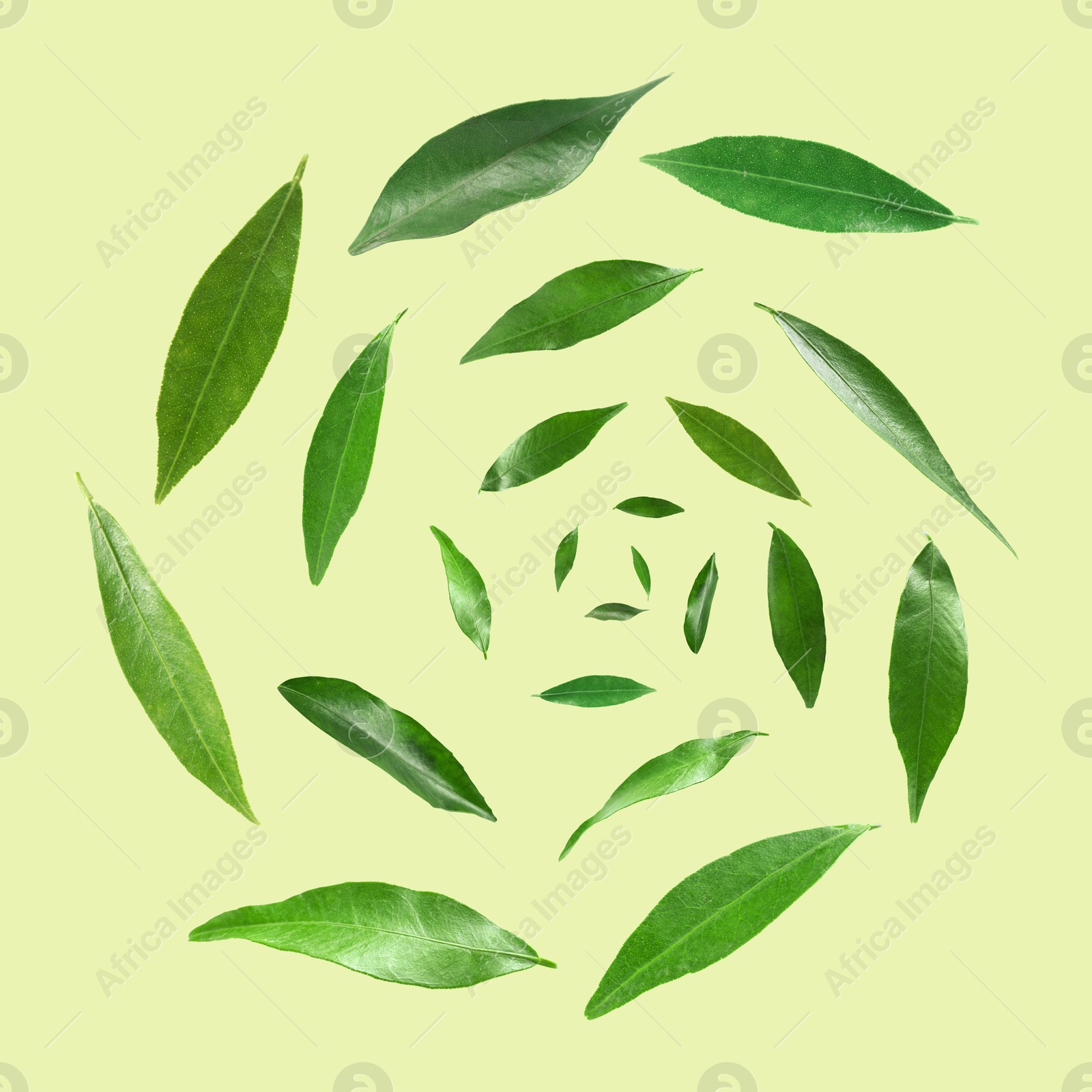 Image of Leaves swirling in air on light green background