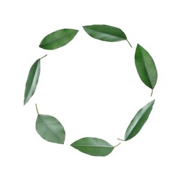 Green leaves swirling in air on white background