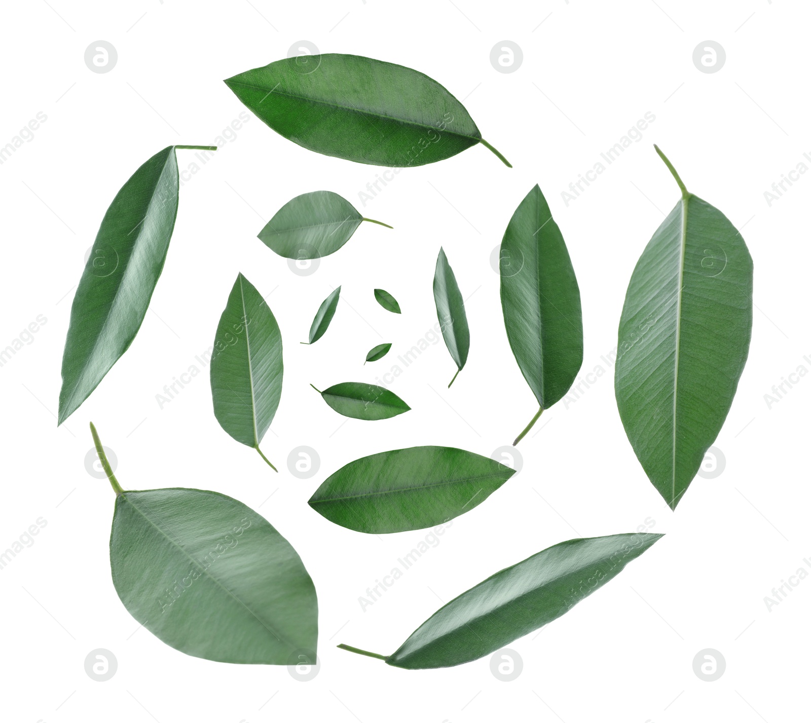 Image of Green leaves swirling in air on white background