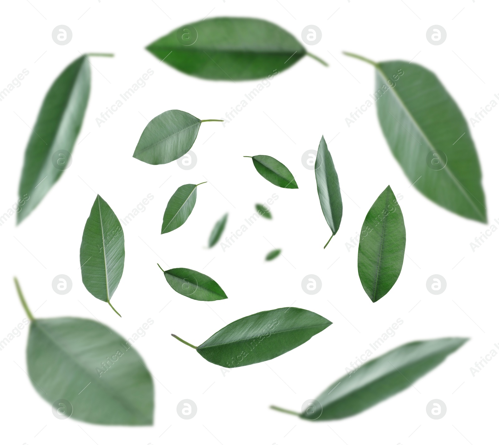 Image of Green leaves swirling in air on white background