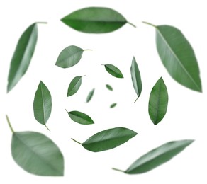 Green leaves swirling in air on white background