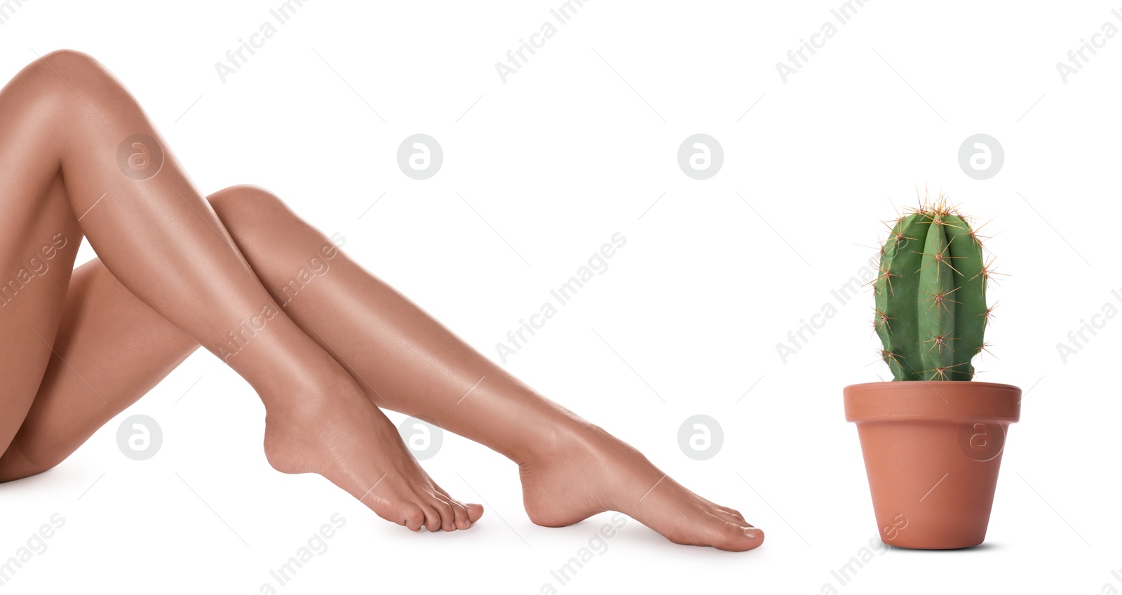 Image of Epilation, hair removal. Woman with smooth skin on legs and potted cactus against white background