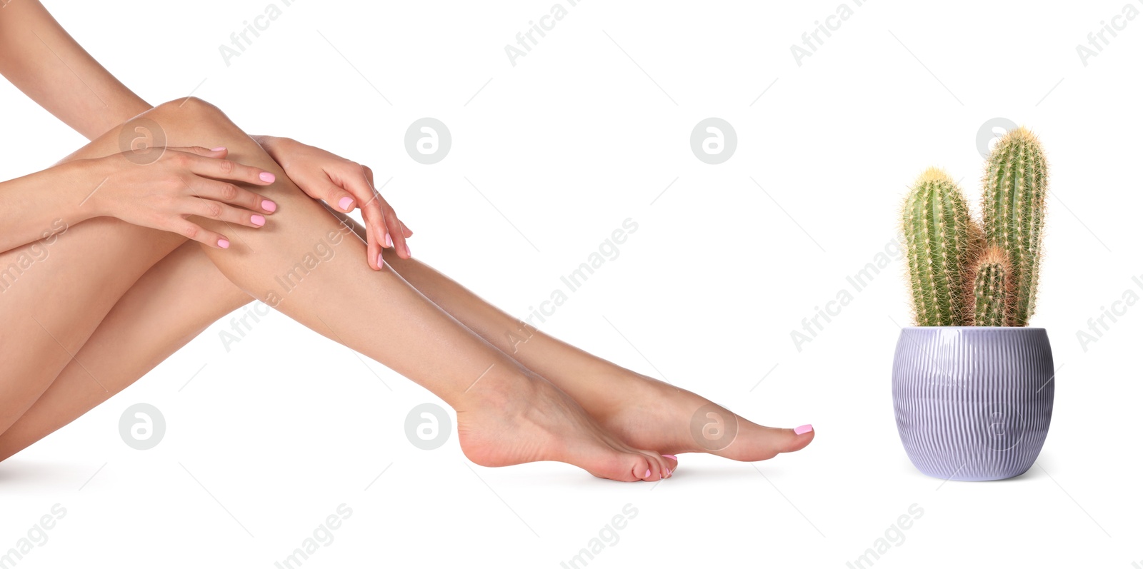 Image of Epilation, hair removal. Woman with smooth skin on legs and potted cacti against white background