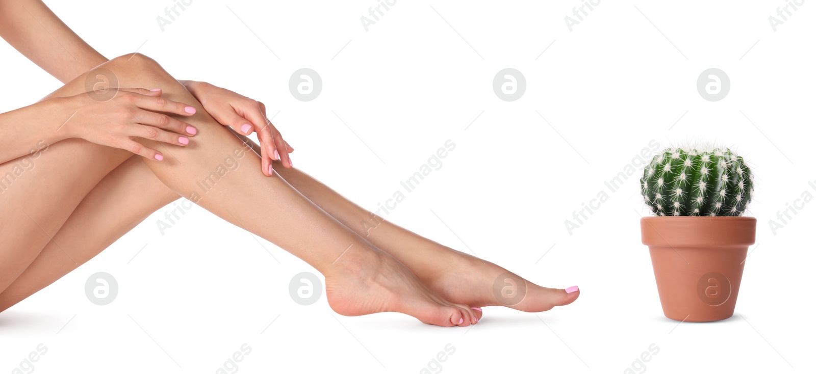 Image of Epilation, hair removal. Woman with smooth skin on legs and potted cactus against white background