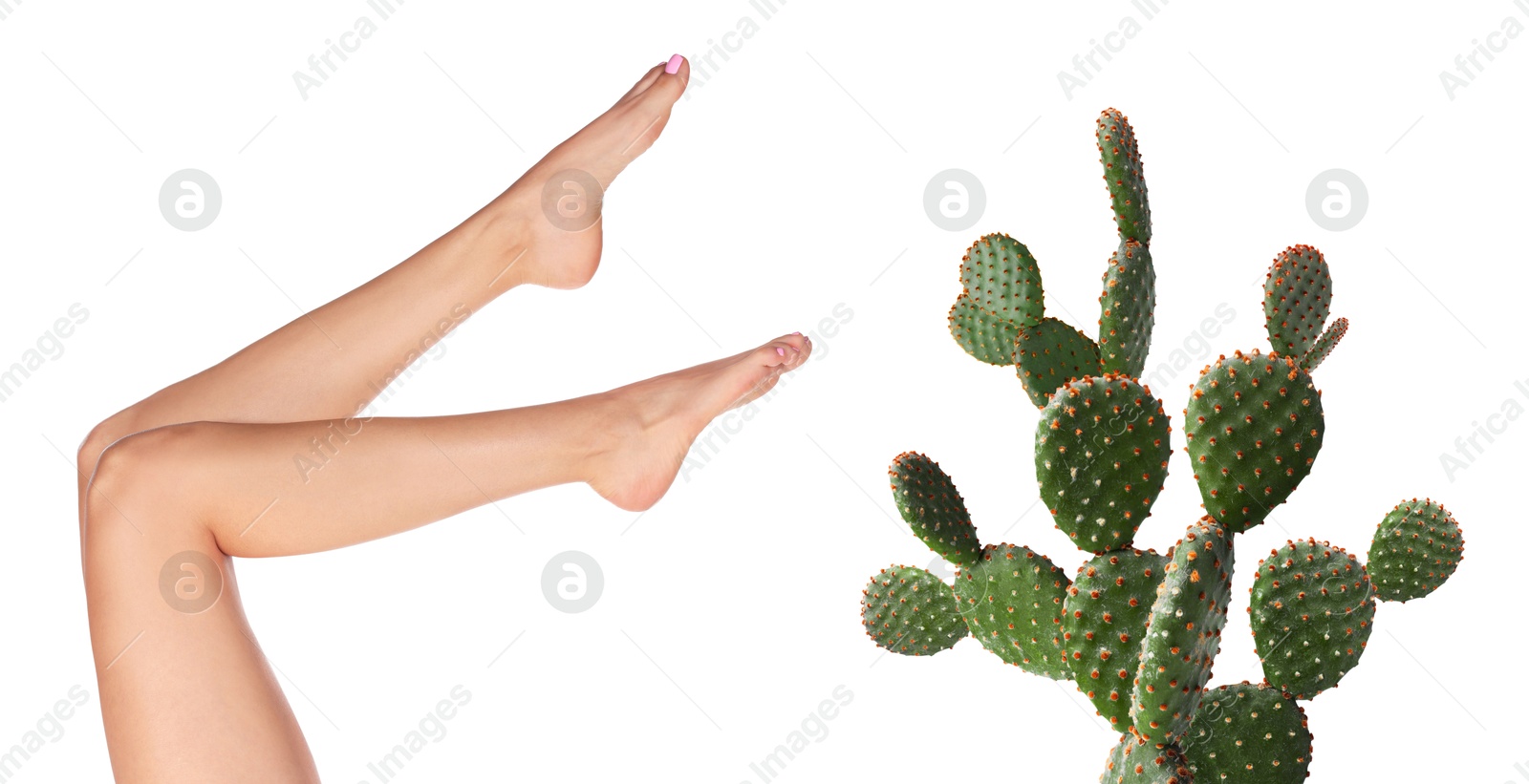 Image of Epilation, hair removal. Woman with smooth skin on legs and cactus against white background