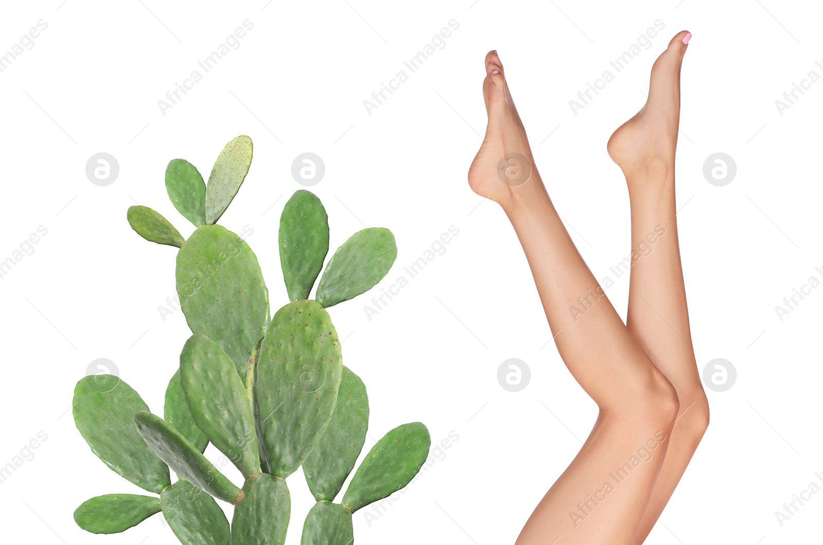 Image of Epilation, hair removal. Woman with smooth skin on legs and cactus against white background