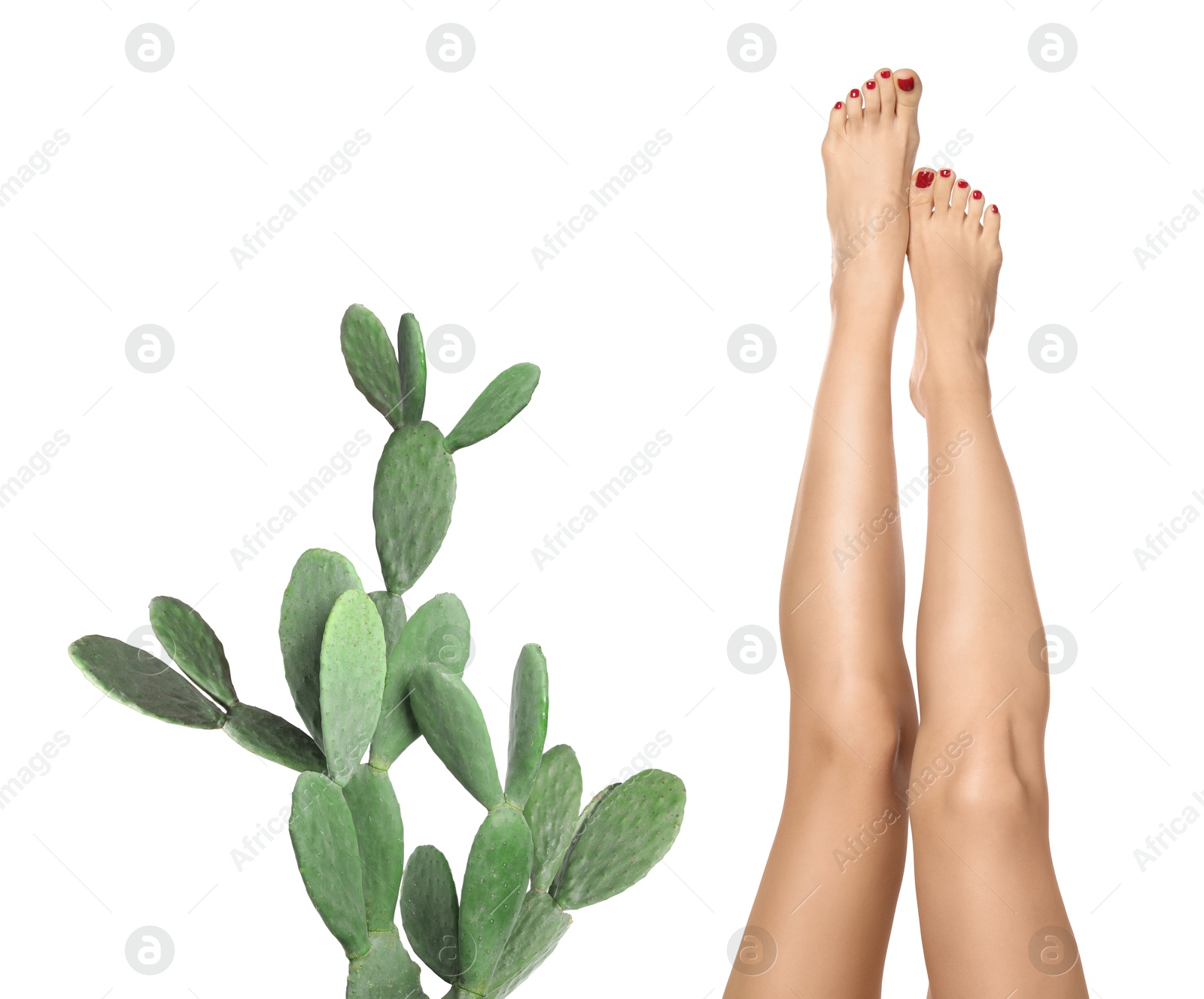 Image of Epilation, hair removal. Woman with smooth skin on legs and cactus against white background