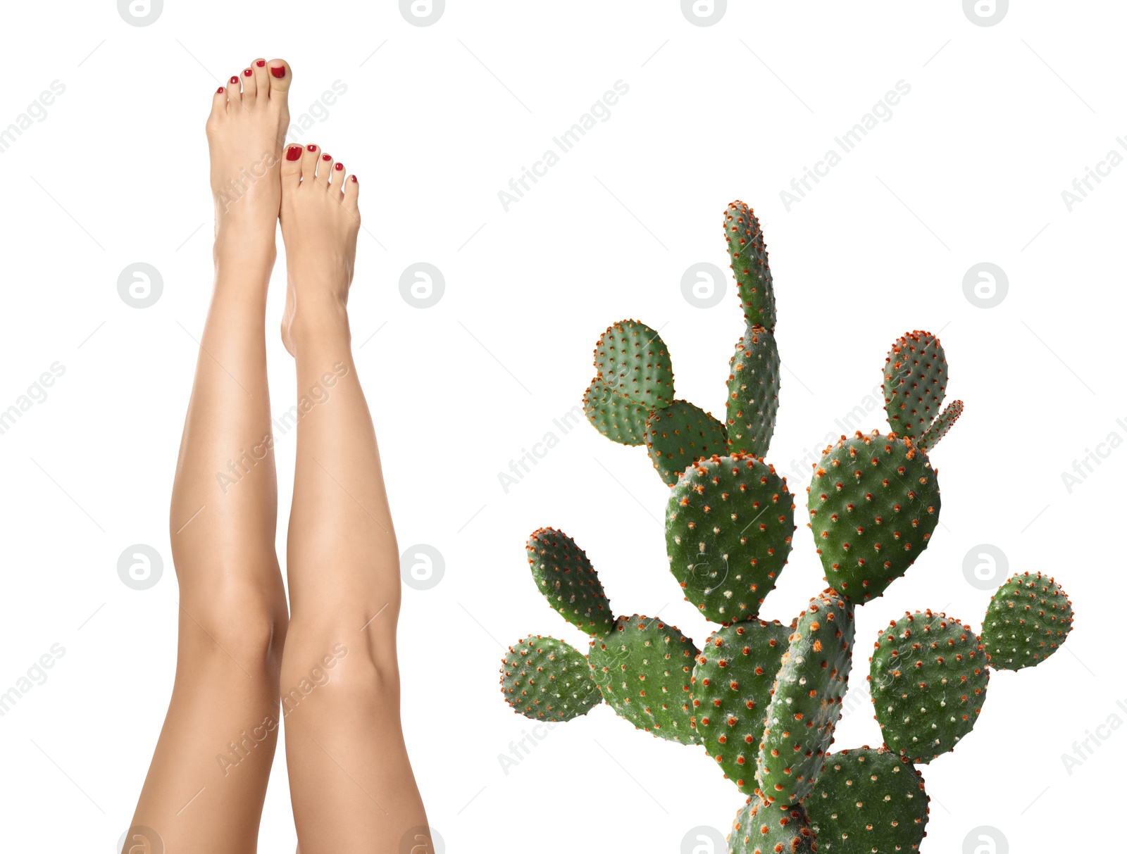 Image of Epilation, hair removal. Woman with smooth skin on legs and cactus against white background