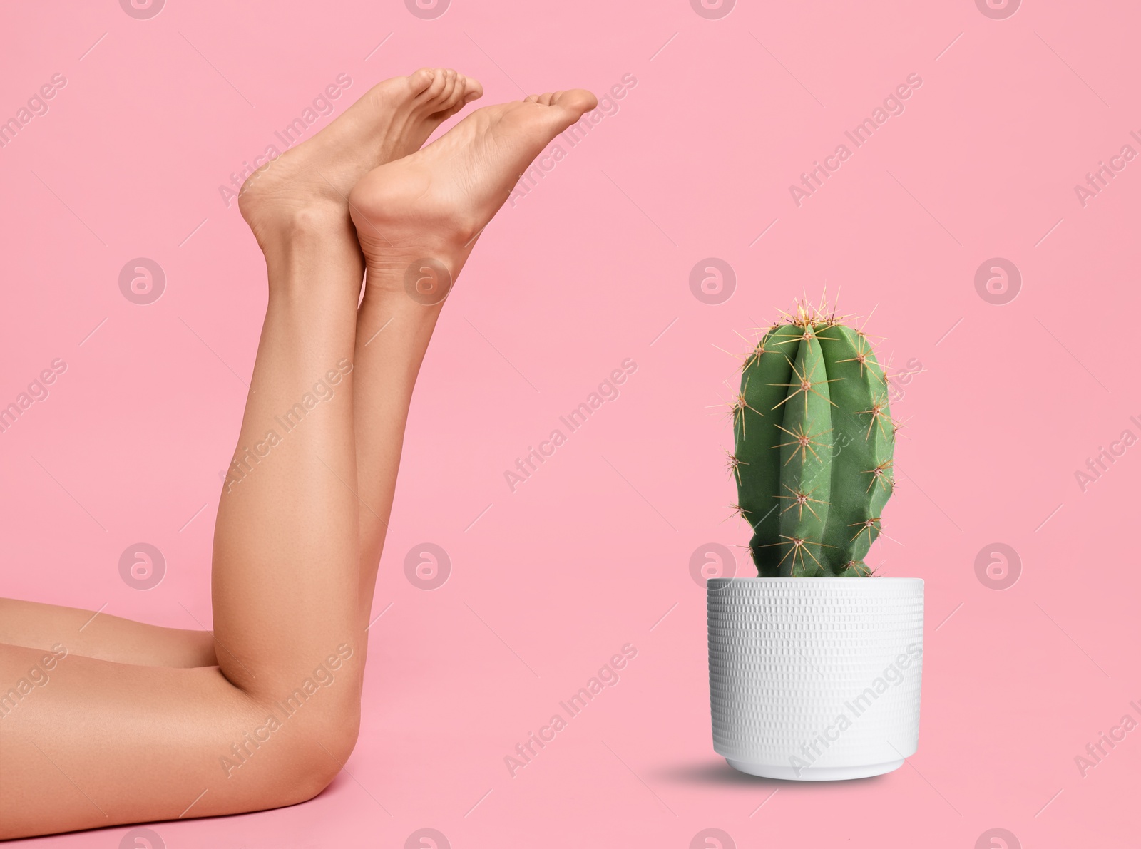 Image of Epilation, hair removal. Woman with smooth skin on legs and potted cactus against pink background