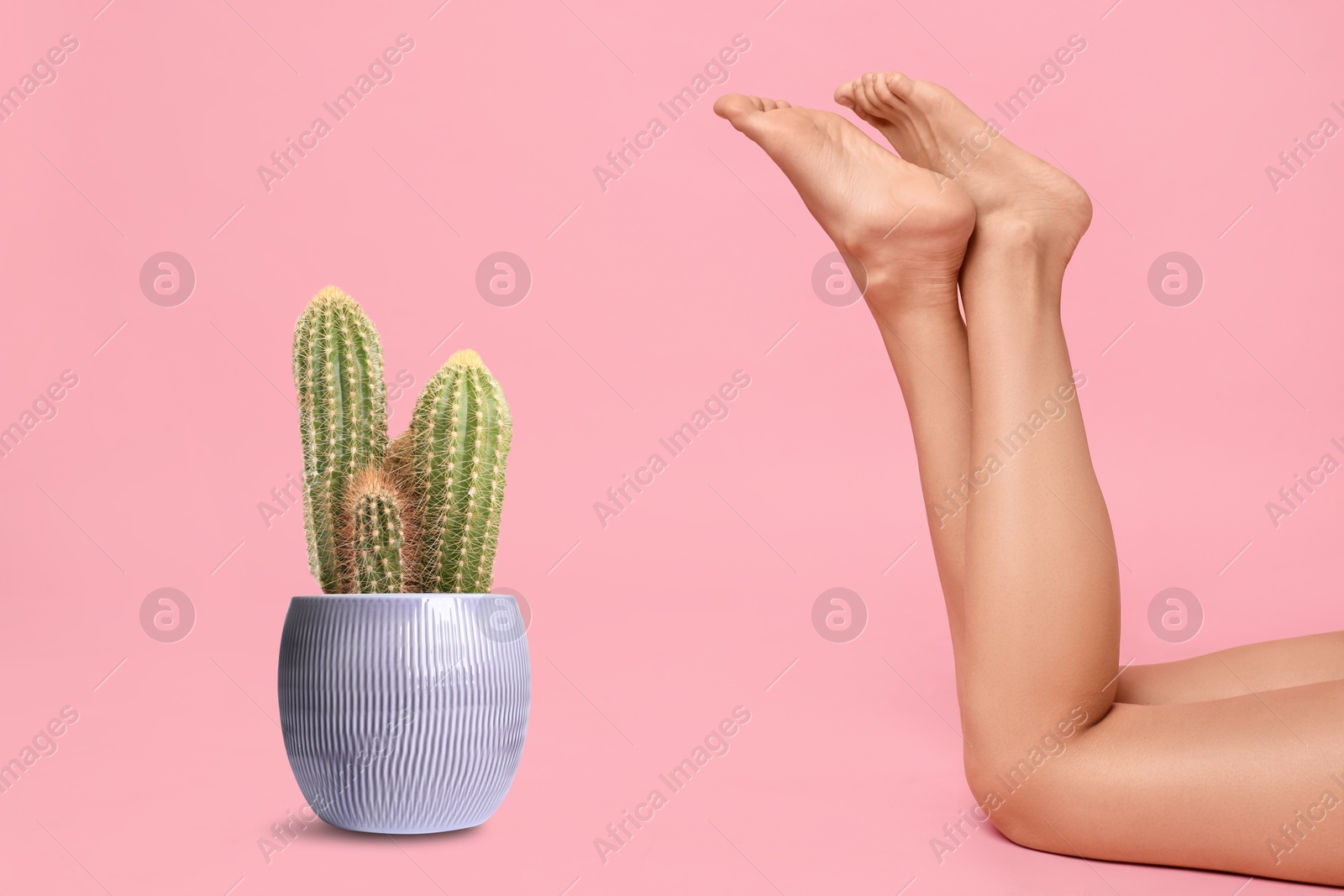 Image of Epilation, hair removal. Woman with smooth skin on legs and potted cacti against pink background