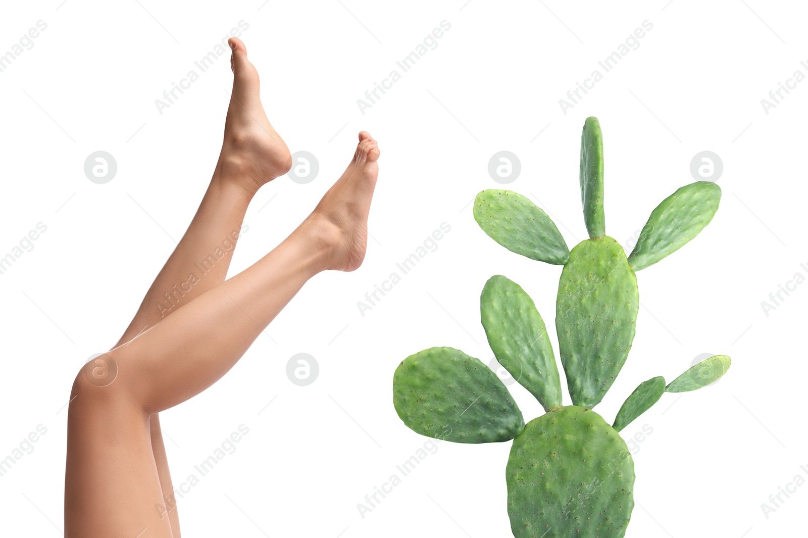 Image of Epilation, hair removal. Woman with smooth skin on legs and cactus against white background