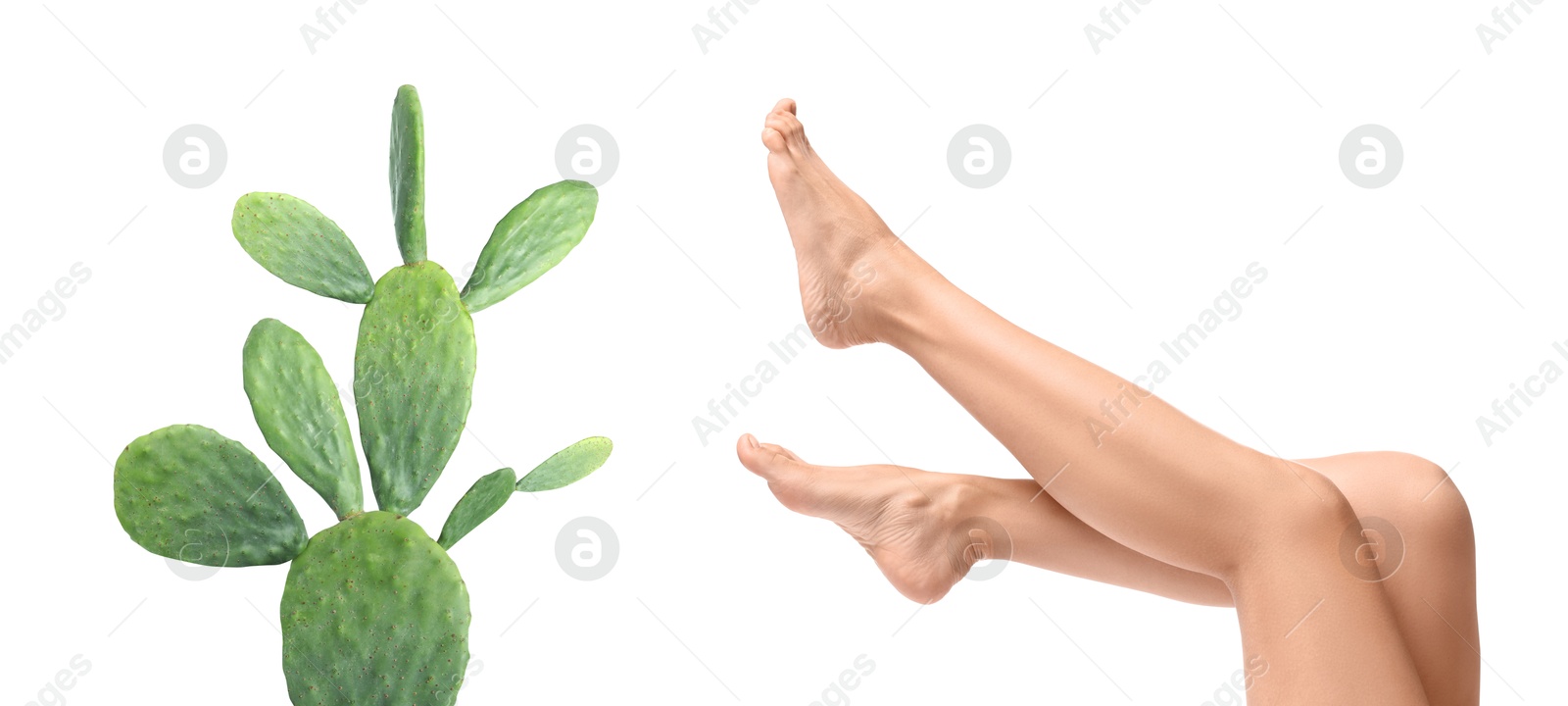 Image of Epilation, hair removal. Woman with smooth skin on legs and cactus against white background