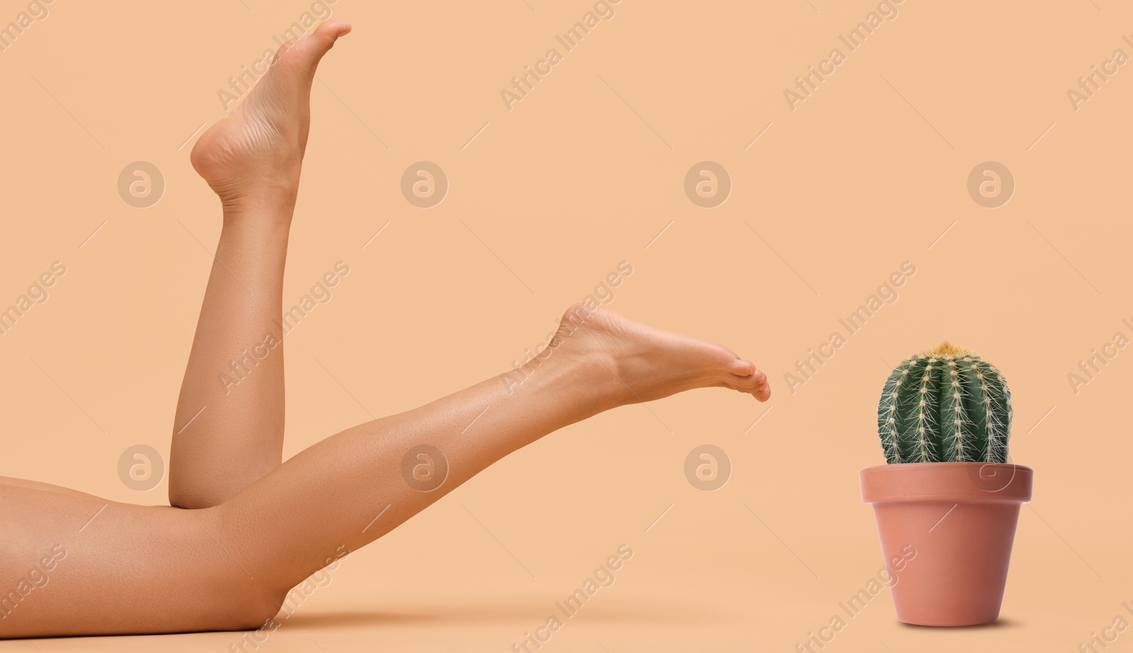 Image of Epilation, hair removal. Woman with smooth skin on legs and potted cactus against peach color background