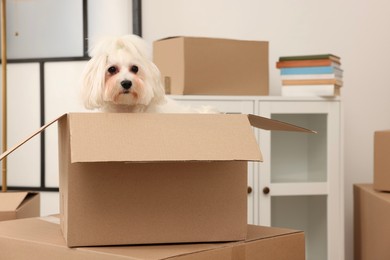 Photo of Moving day. Cute dog and many cardboard boxes indoors