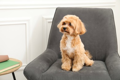Photo of Cute Maltipoo dog in armchair at home