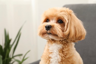 Photo of Cute Maltipoo dog at home, space for text