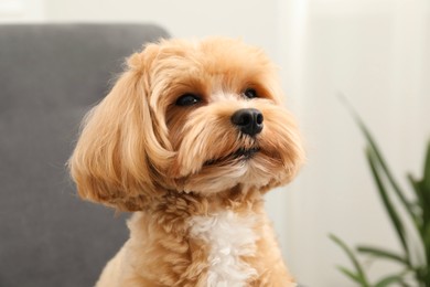 Photo of Cute Maltipoo dog at home, space for text