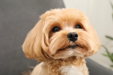 Photo of Cute Maltipoo dog at home. Lovely pet