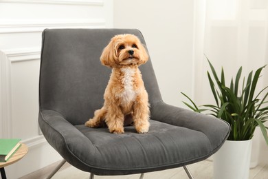 Photo of Cute Maltipoo dog in armchair at home