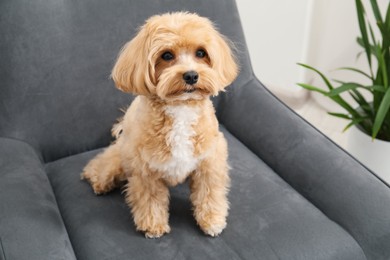 Photo of Cute Maltipoo dog in armchair at home