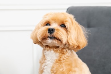 Photo of Cute Maltipoo dog at home. Lovely pet