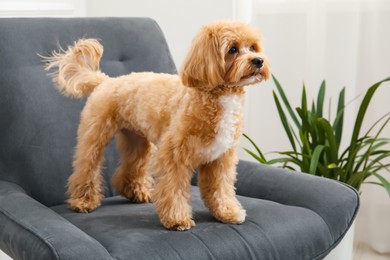 Photo of Cute Maltipoo dog in armchair at home