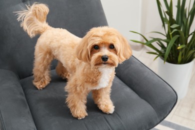 Photo of Cute Maltipoo dog in armchair at home