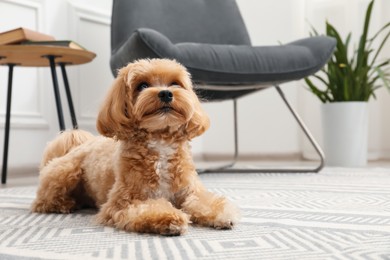 Photo of Cute Maltipoo dog on floor at home, space for text