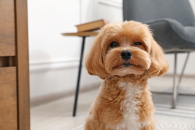 Photo of Cute Maltipoo dog on floor at home, space for text