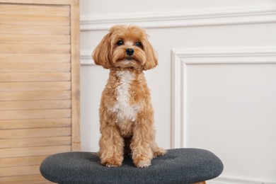 Photo of Cute Maltipoo dog on ottoman at home