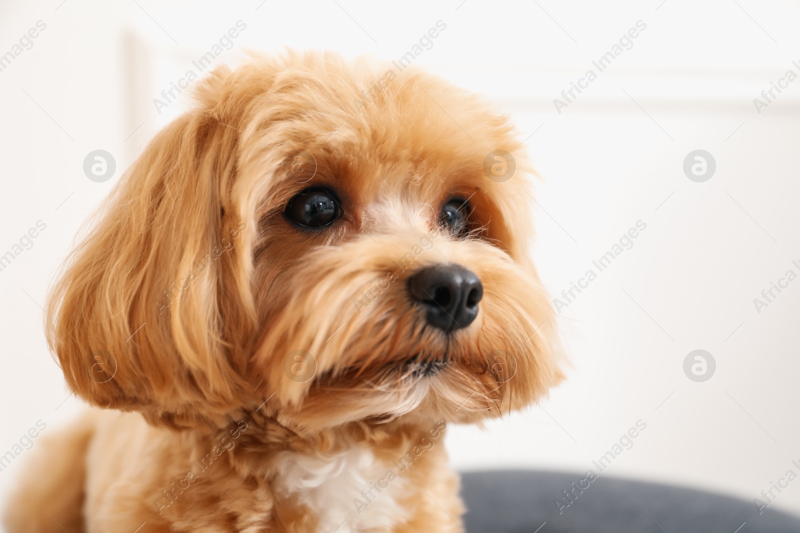 Cute Maltipoo dog at home, space for text Photo of Cute Maltipoo dog at home, space for text