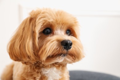 Photo of Cute Maltipoo dog at home, space for text
