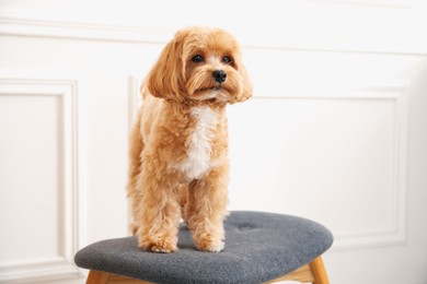 Photo of Cute Maltipoo dog on ottoman at home